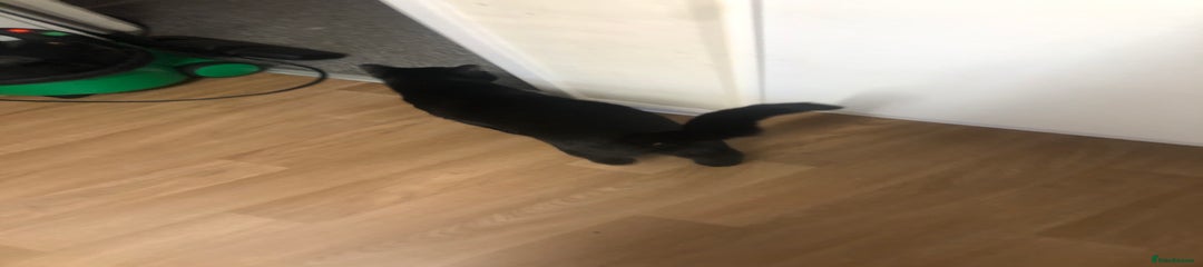 Mixed Breed Kitten 2