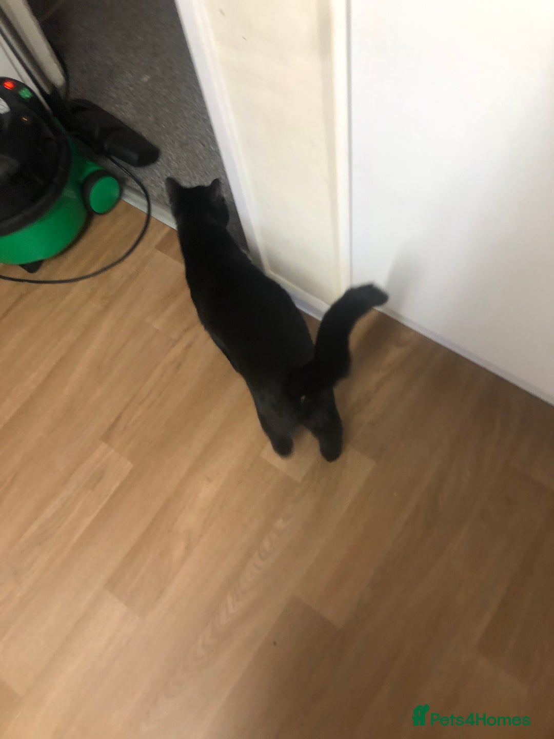 Mixed Breed cats for sale: Black male cat  - Image 3