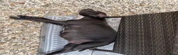 Staffordshire Bull Terrier dogs for sale: Staffordshire Bull Terrier puppies x8 in Swadlincote - Advert 5