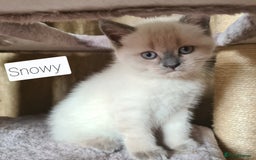 British Shorthair cats for sale: Beautiful British shorthair kittens - Image 5