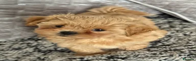 Shihpoo Puppy 2