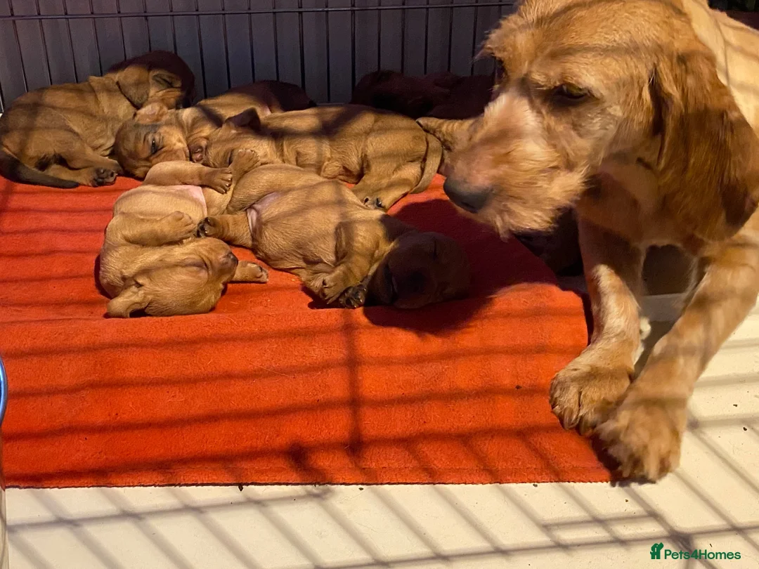 Basset Fauve De Bretagne dogs for sale: Basset Fauve De Bretagne Puppies For Sale - Advert 2