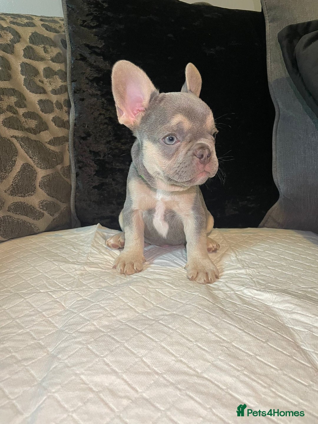 French Bulldog dogs for sale: Micro Frenchie Puppies – KC Registered - Image 10