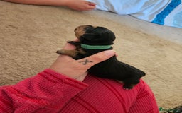 Mixed Breed dogs for sale: Chiweenie Puppies  - Image 11