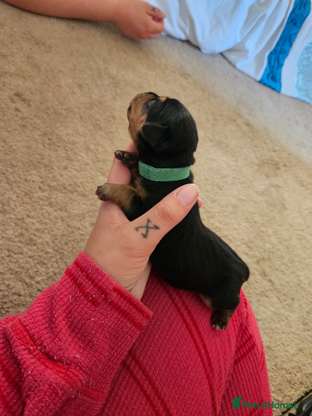 Mixed Breed dogs for sale: Chiweenie Puppies  - Image 11