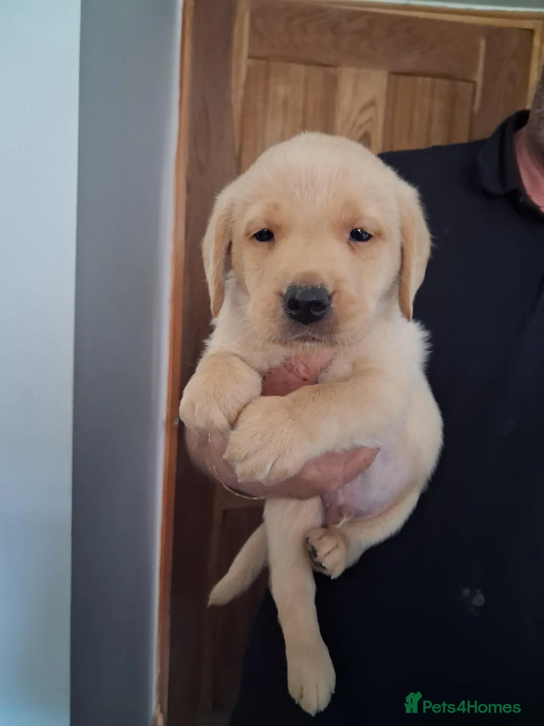 Labrador Retriever dogs for sale: Fox red and yellow labrador puppies - Advert 17