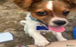 Mixed Breed dogs for sale: Gorgeous chihuahua x Jack russel for sale  - Image 2