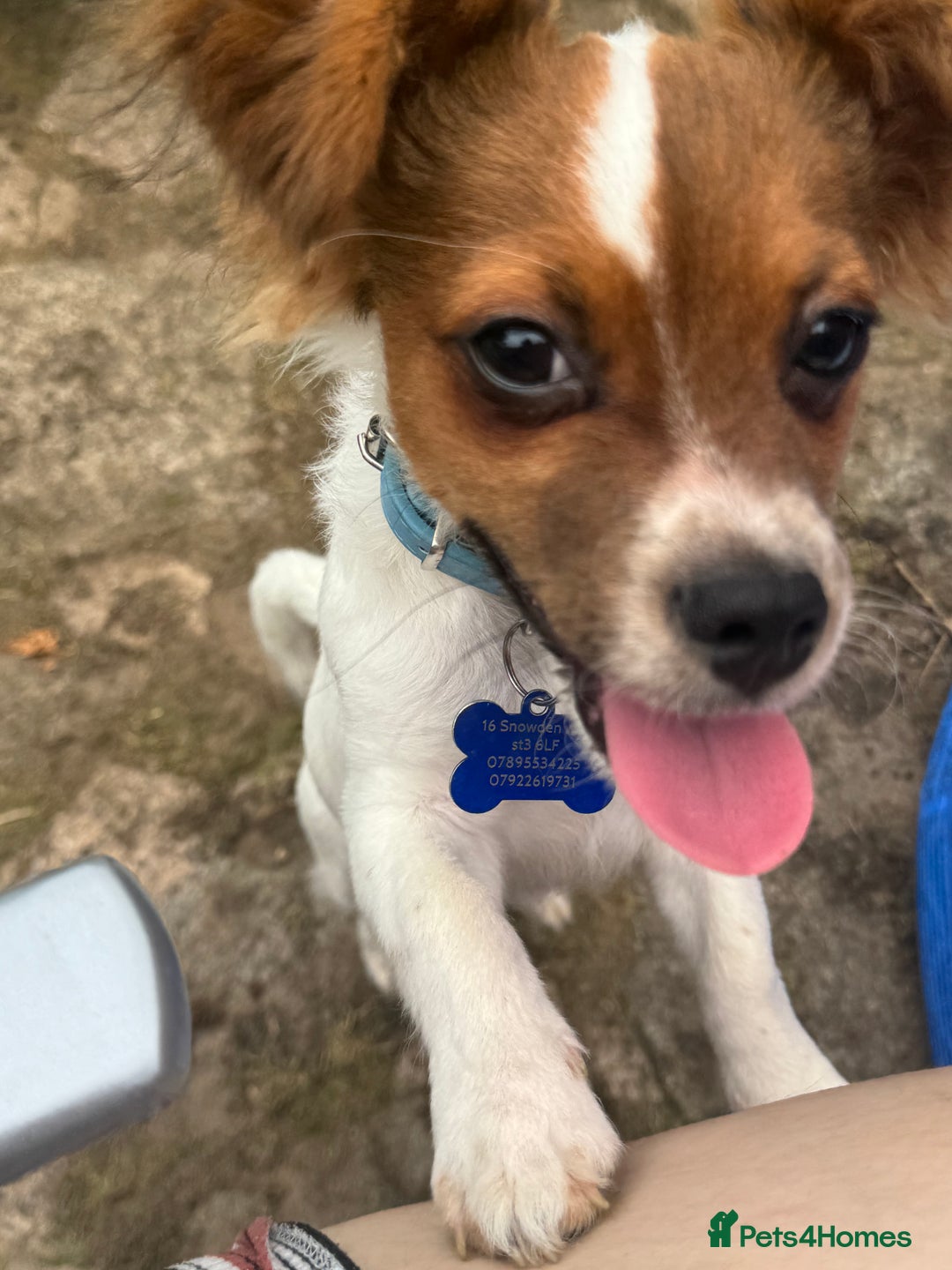 Mixed Breed dogs for sale: Gorgeous chihuahua x Jack russel for sale  - Image 2