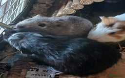Guinea Pig rodents for sale: Female Guinea Pig babies for sale ££80 - Image 3