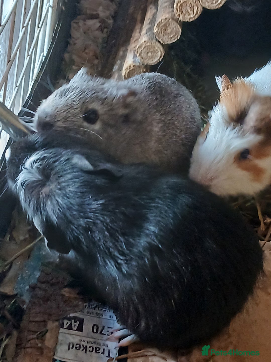 Guinea Pig rodents for sale: Female Guinea Pig babies for sale ££80 - Image 3
