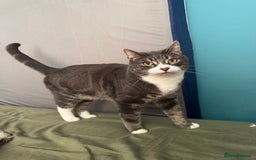 Ragdoll cats for sale: 2 Ragdoll mix fluffy cat  - Image 9