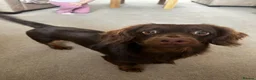 Miniature Dachshund dogs for sale: Miniature long-haired dachshund - Advert 3