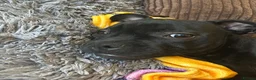 Staffordshire Bull Terrier dogs for sale: KC Registered Staffordshire Bull Terrier Pup - Advert 12
