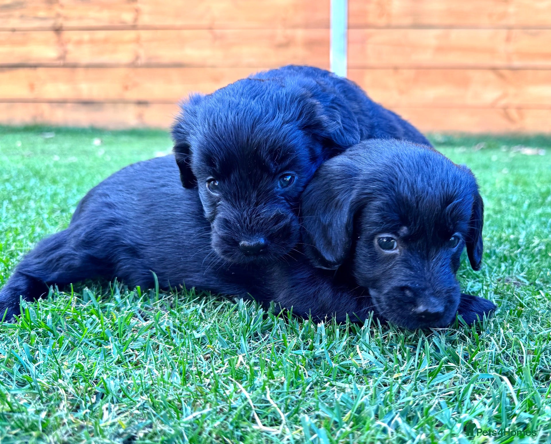 Labradoodle dogs F1 Labradoodle Merle Babies 🐾🐾🐾 - Advert 2
