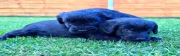 Labradoodle dogs for sale: F1 Labradoodle Merle Babies 🐾🐾🐾 - Advert 2