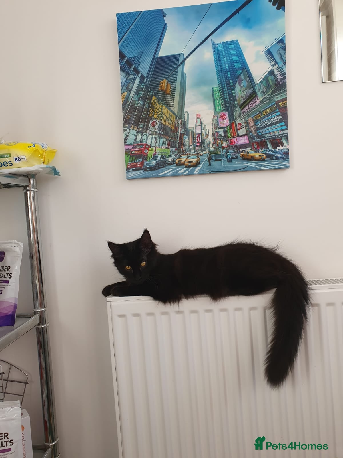 Maine Coon cats Maincoon x ragdoll  - Advert 1