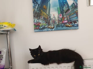 Maine Coon cats Maincoon x ragdoll - Advert 1