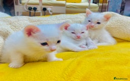 Ragdoll cats for sale: l Ragdol Kiten - Image 14