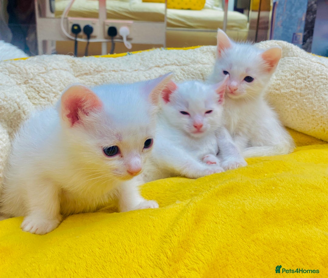 Ragdoll cats for sale: l Ragdol Kiten - Image 14
