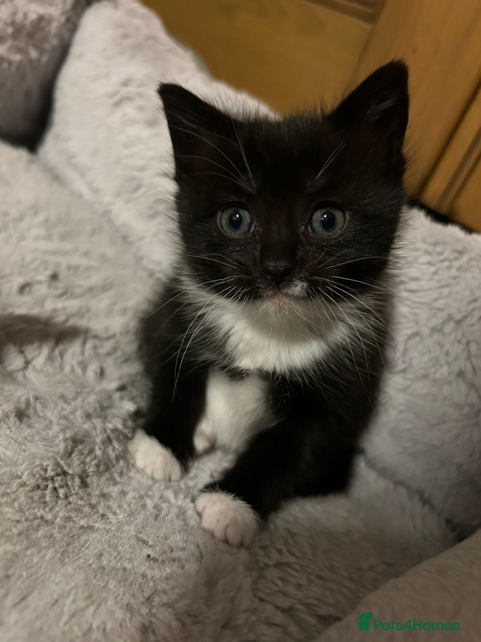 Mixed Breed cats Adorable kittens FOR SALE - Advert 1