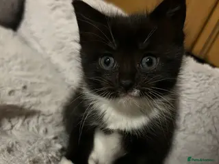 Mixed Breed cats Adorable kittens FOR SALE - Advert 3