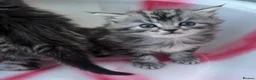 Siberian cats for sale: Adorable Kittens Looking for Their Forever Homes! - Advert 4