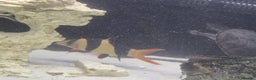 Other/Mixed Breed fish for sale: Fluvel fish tank complete set up  - Advert 3