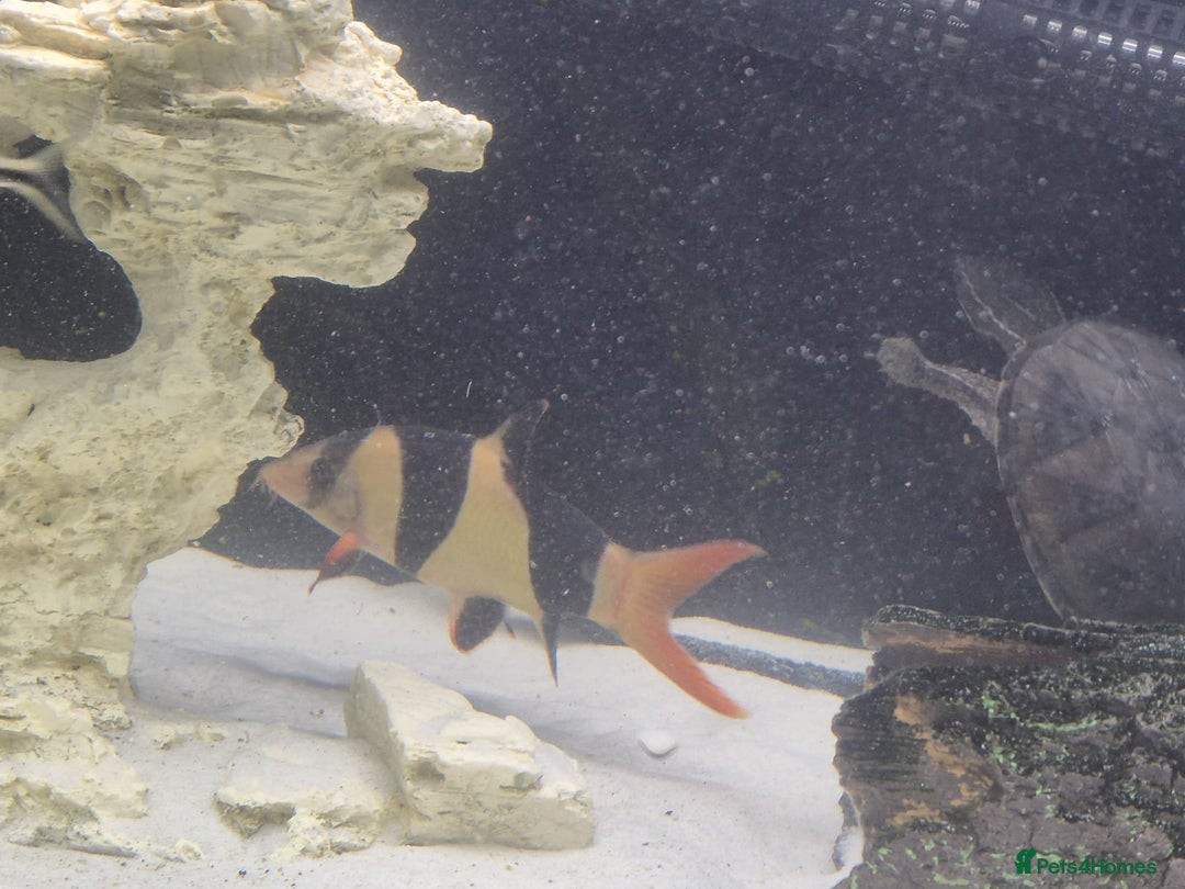 Other/Mixed Breed fish for sale: Fluvel fish tank complete set up  - Advert 3