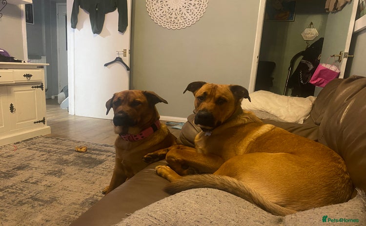 Mixed Breed dogs Brother and sister Belgian/ Rottweiler  - Advert 2