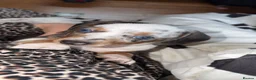 Dachshund dogs for sale: Dachshund puppies  in Stockton-on-Tees - Advert 5