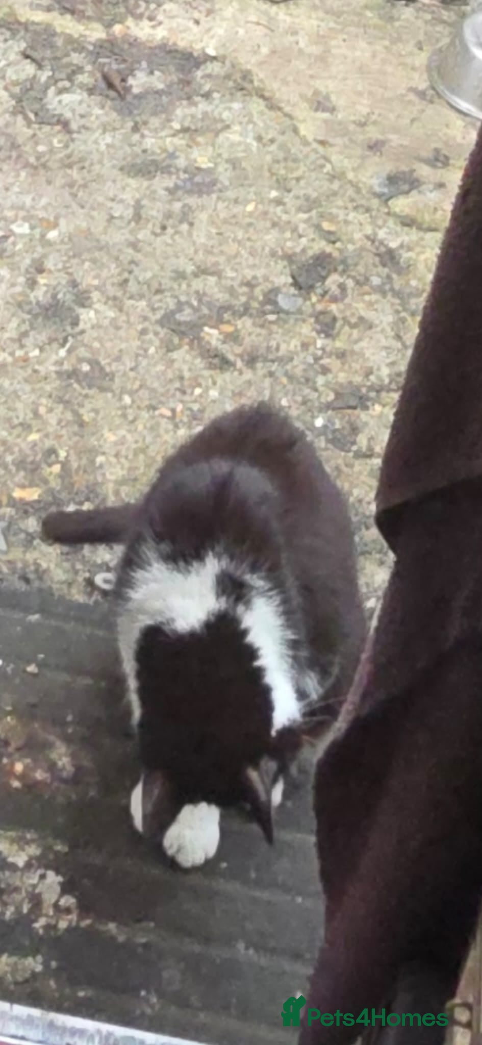 Mixed Breed cats Kittens for sale  - Advert 8