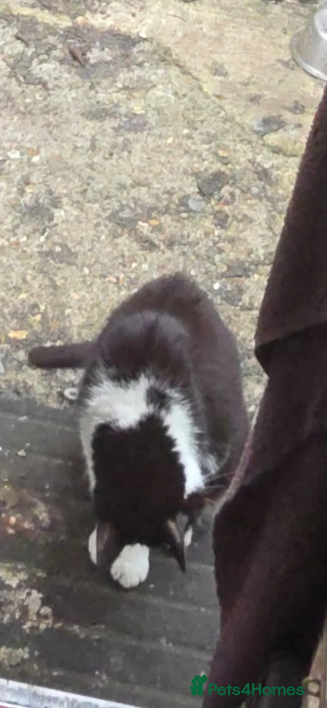 Mixed Breed cats for sale: Kittens for sale  - Advert 1