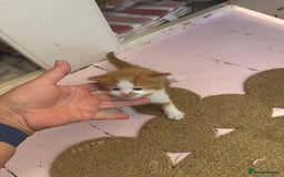 Domestic Shorthair cats for sale: Ginger & white kittens - Image 6