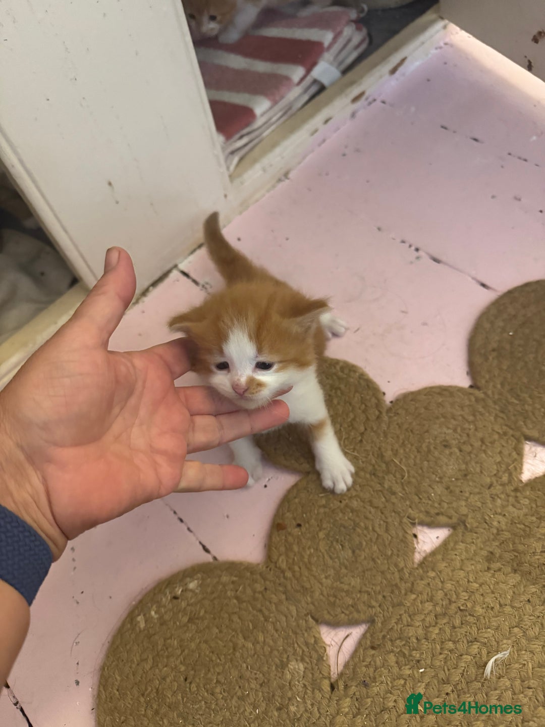 Domestic Shorthair cats for sale: Ginger & white kittens - Image 6