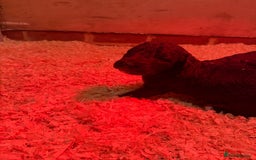 Mixed Breed dogs for sale: Bedlington x whippet Lurcher pups - Image 21