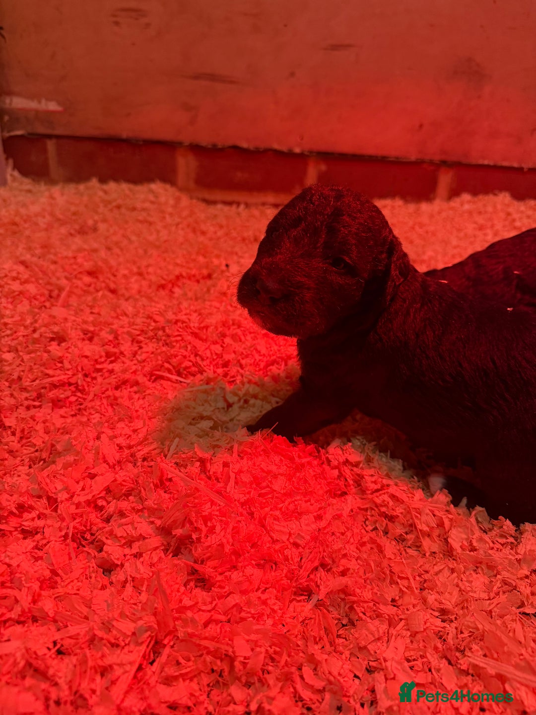 Mixed Breed dogs for sale: Bedlington x whippet Lurcher pups - Image 21