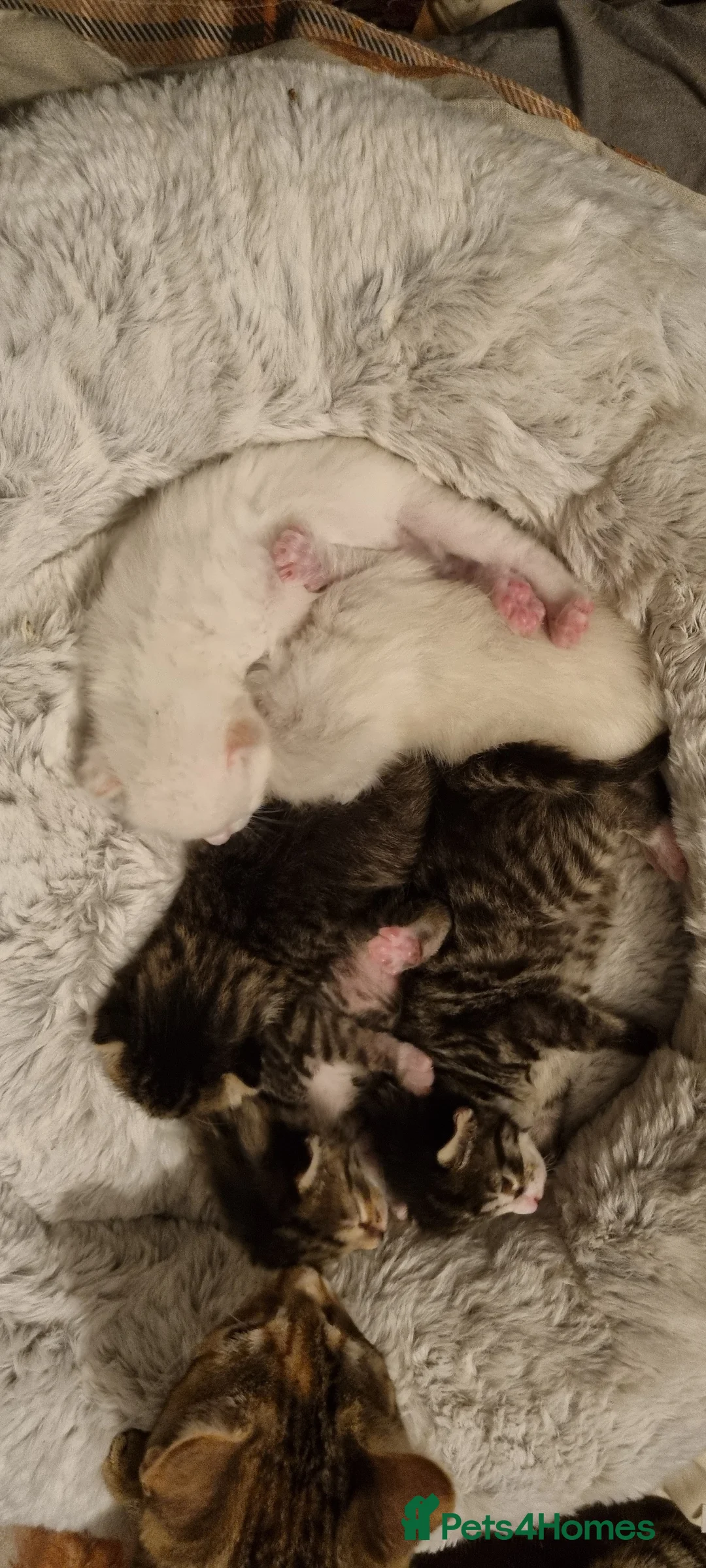 Mixed Breed cats for sale: Bengal mother. Father tabby with maincoon kittens  in Sanquhar - Advert 7