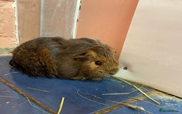 Guinea Pig rodents for sale: Bonded male guinea pigs - Image 2