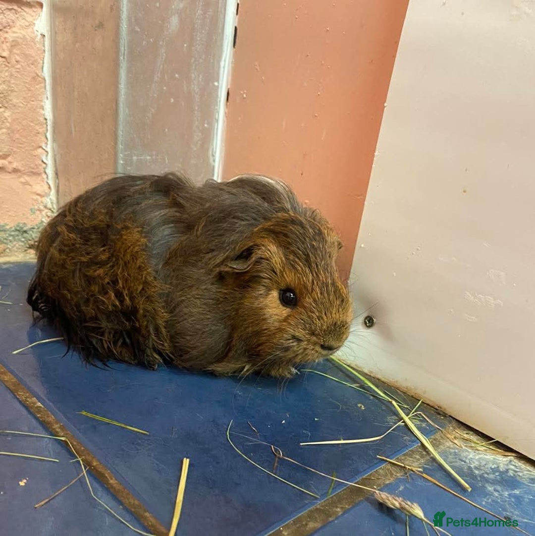 Guinea Pig rodents for sale: Bonded male guinea pigs - Image 2