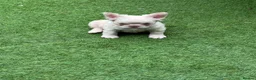 French Bulldog dogs for sale: REDUCED FlOODLE /French bulldogs - Advert 13