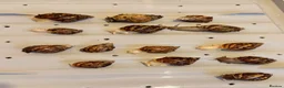 Snails invertebrates for sale: Giant African land snails in London - Advert 2