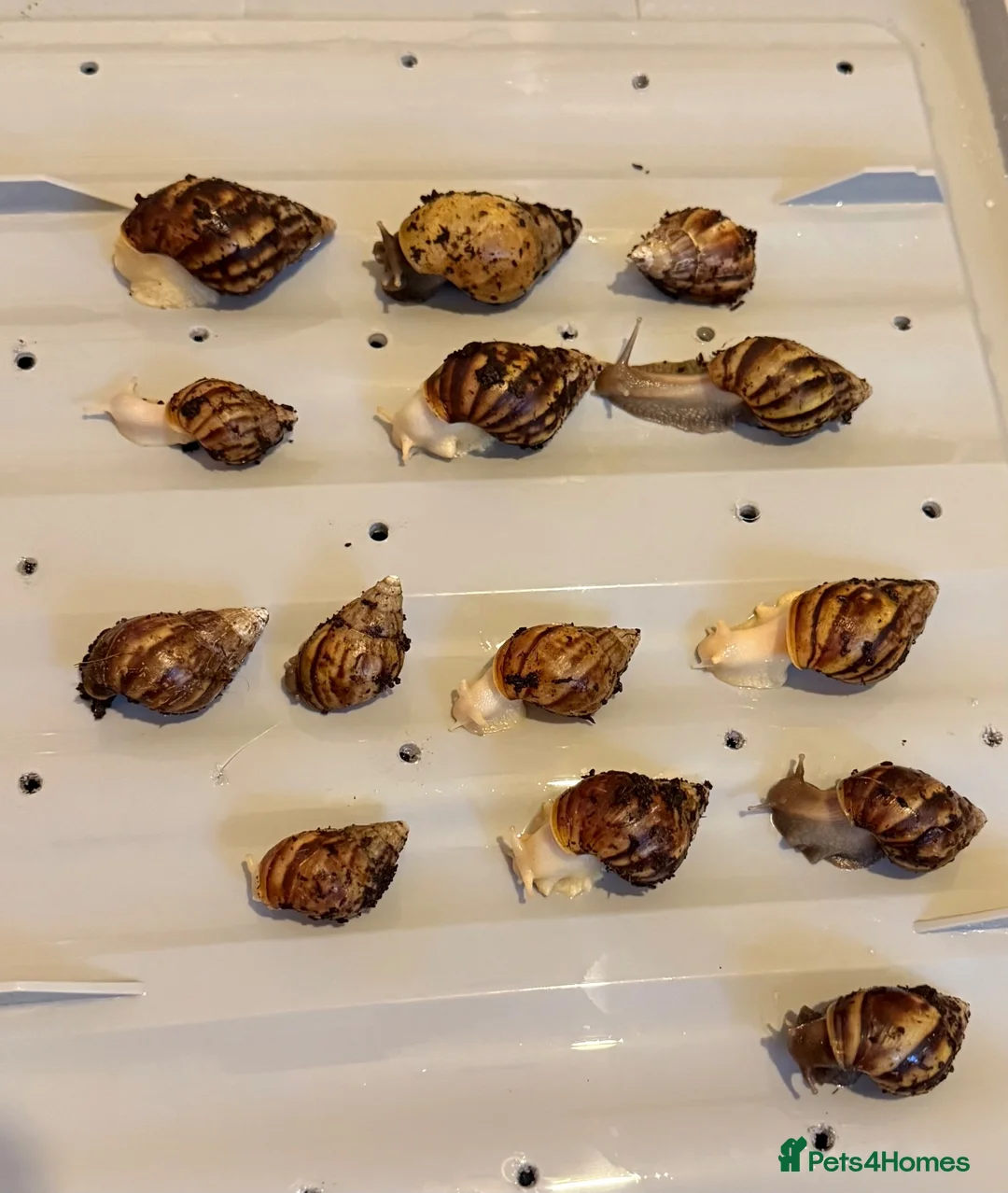 Snails invertebrates for sale: Giant African land snails in London - Advert 2