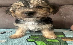 Morkie dogs for sale: Morkie Pups - Image 8