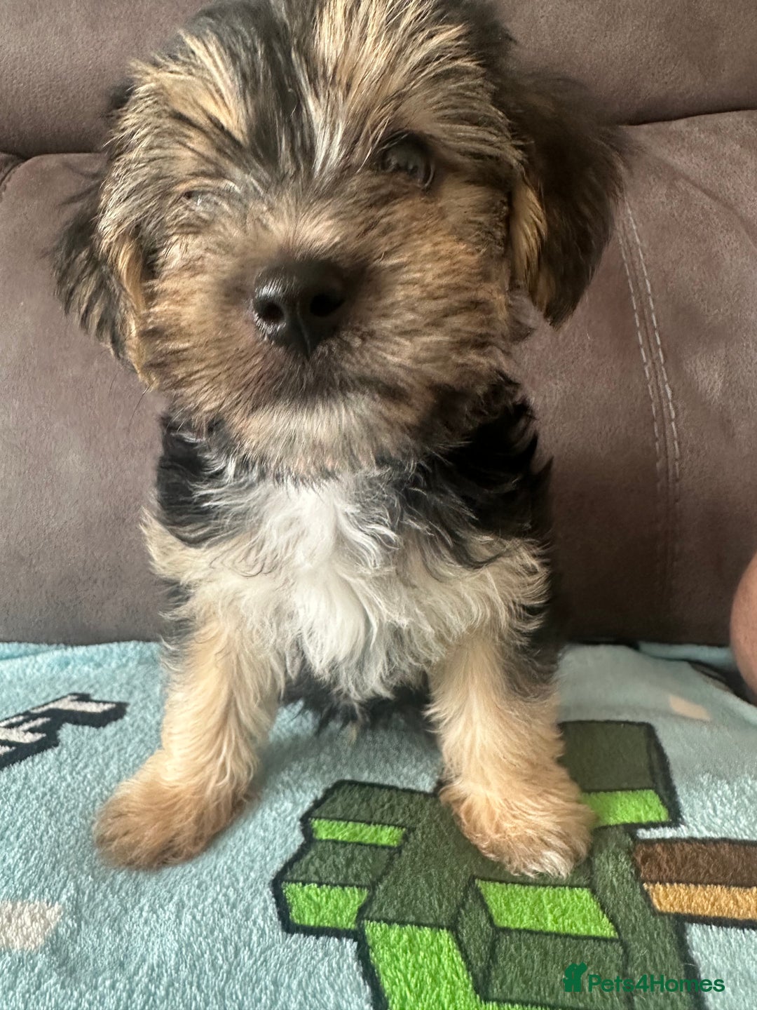 Morkie dogs for sale: Morkie Pups - Image 8