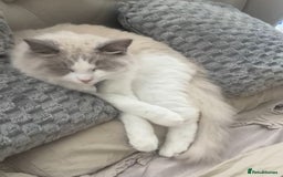 Ragdoll cats for sale: GCCF Active Blue Mitted Stud male for sale - Image 28