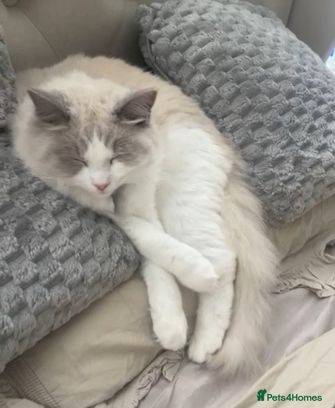 Ragdoll cats for sale: GCCF Active Blue Mitted Stud male for sale - Image 28