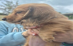 Miniature Dachshund dogs for sale: Miniature dachshunds Long haired cream KC reg  - Image 7