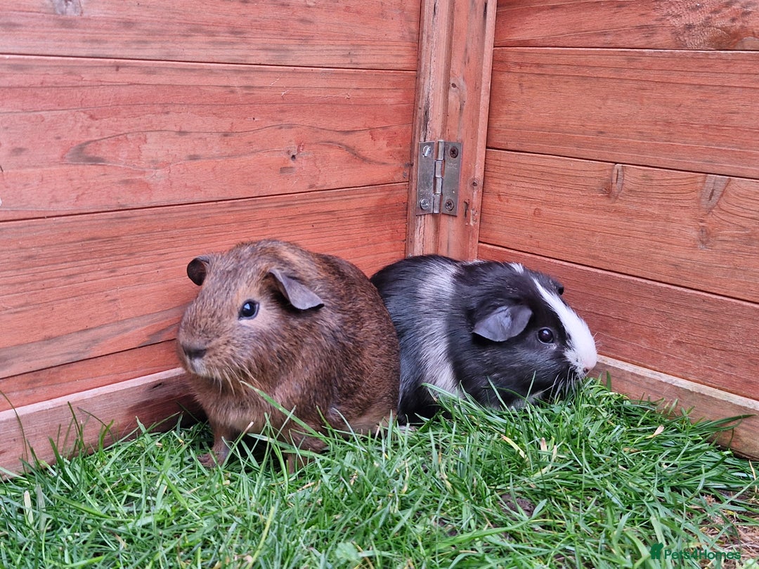 Guinea Pig rodents for sale: Baby guineas  - Advert 6