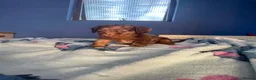 Dachshund dogs for sale: Beautiful dachshund/sausage dog pups for sale  - Advert 11