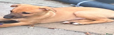 Whippet 1